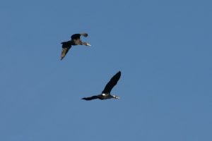 Grands cormorans en vol.