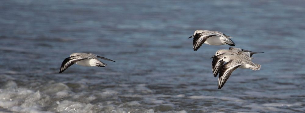 Bécasseaux sanderling en vol sur la plage.