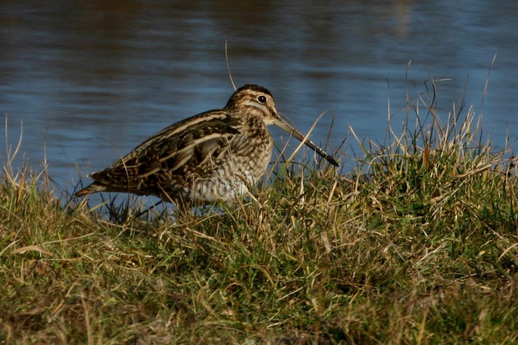 Bécassine des marais Le platier d'Oye