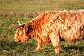 Vache highland.